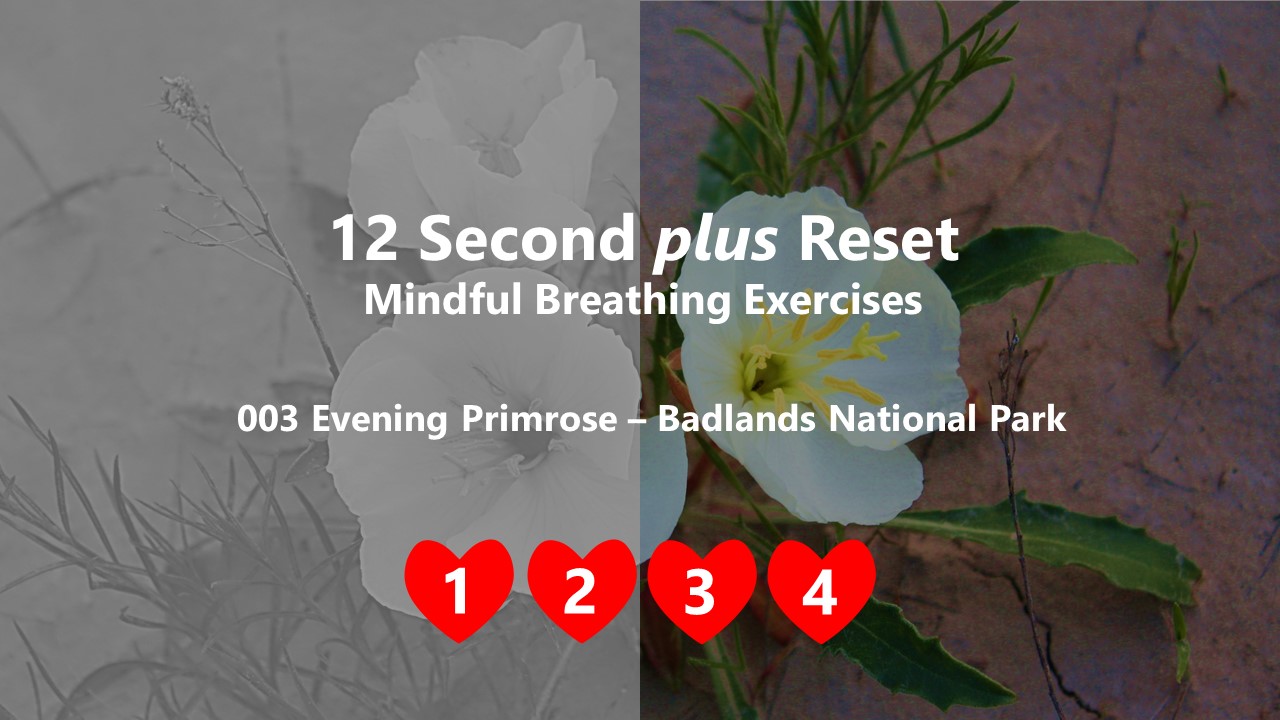 12 Second plus Reset - Evening Primrose, Badlands National Park