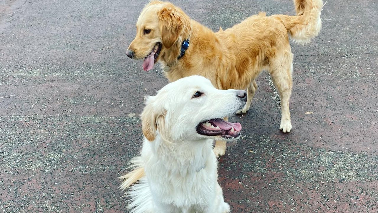 Simple Leadership Based Methods to Train Dogs