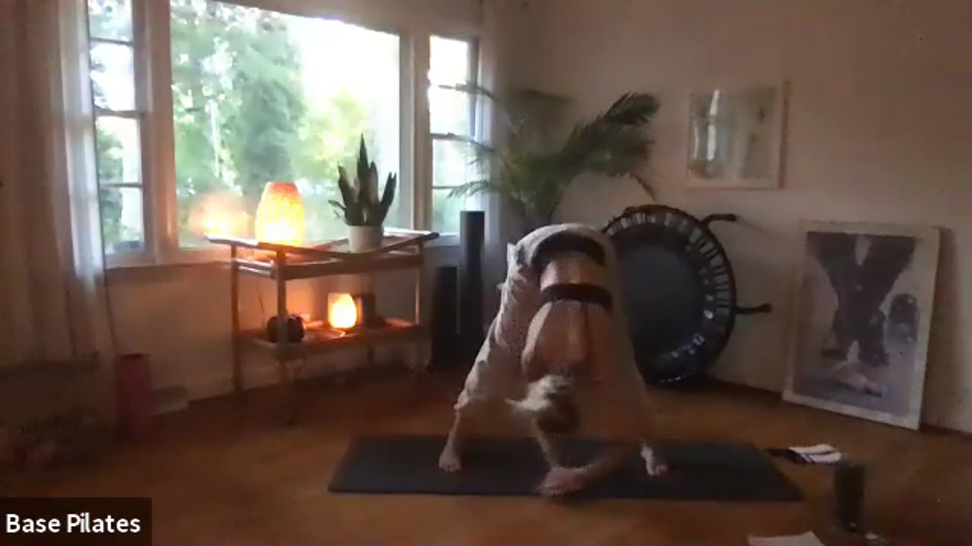 P.E. Live Vault Class 2 w/ Stella