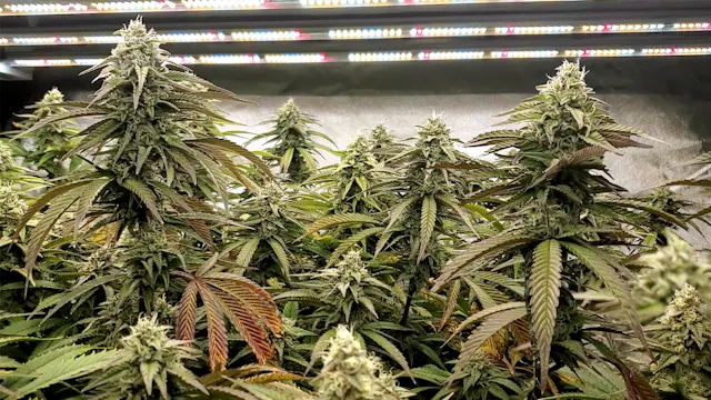 Clone To Harvest - Square1 Genetics W...