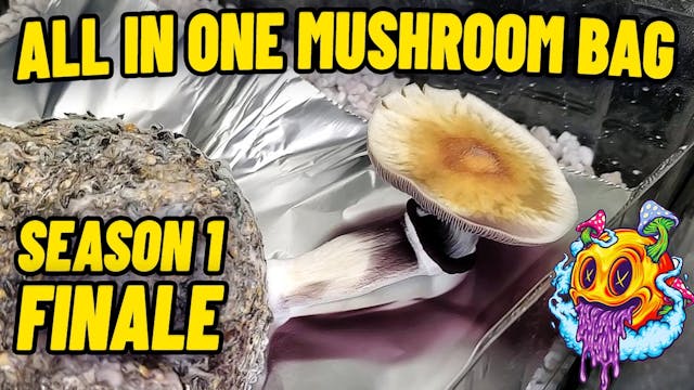 All In One Grow Bag Finale - S1 EP6