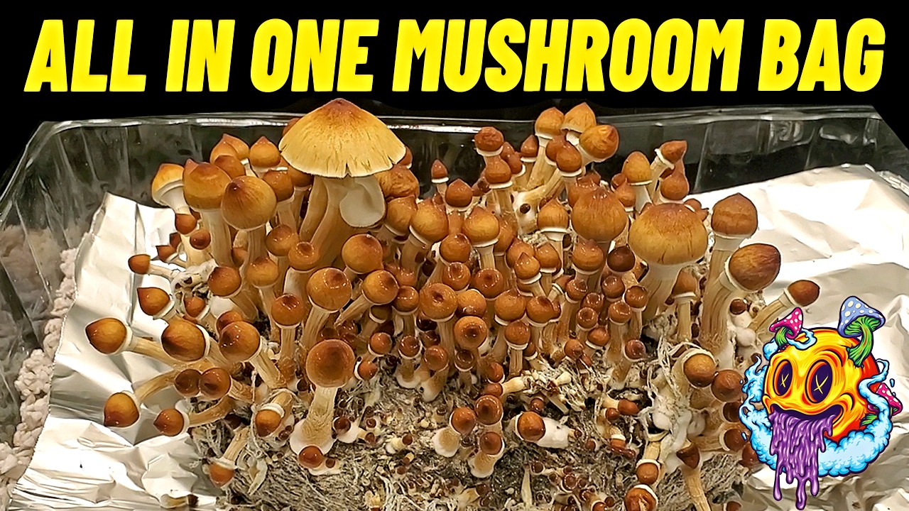 All In One Mushroom Bag HARVEST!! - S1 EP4