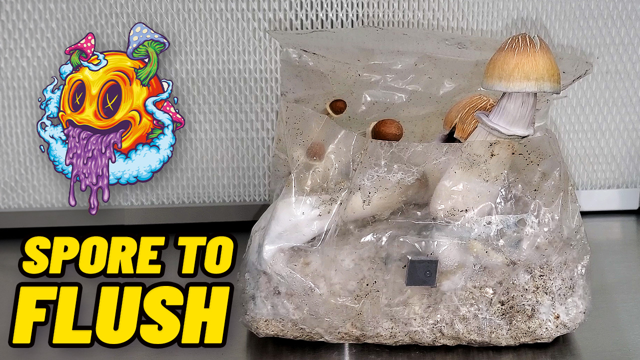 Spore To Flush - ShroomTek All In One Mushroom Bag | Guide To Growing Mushrooms