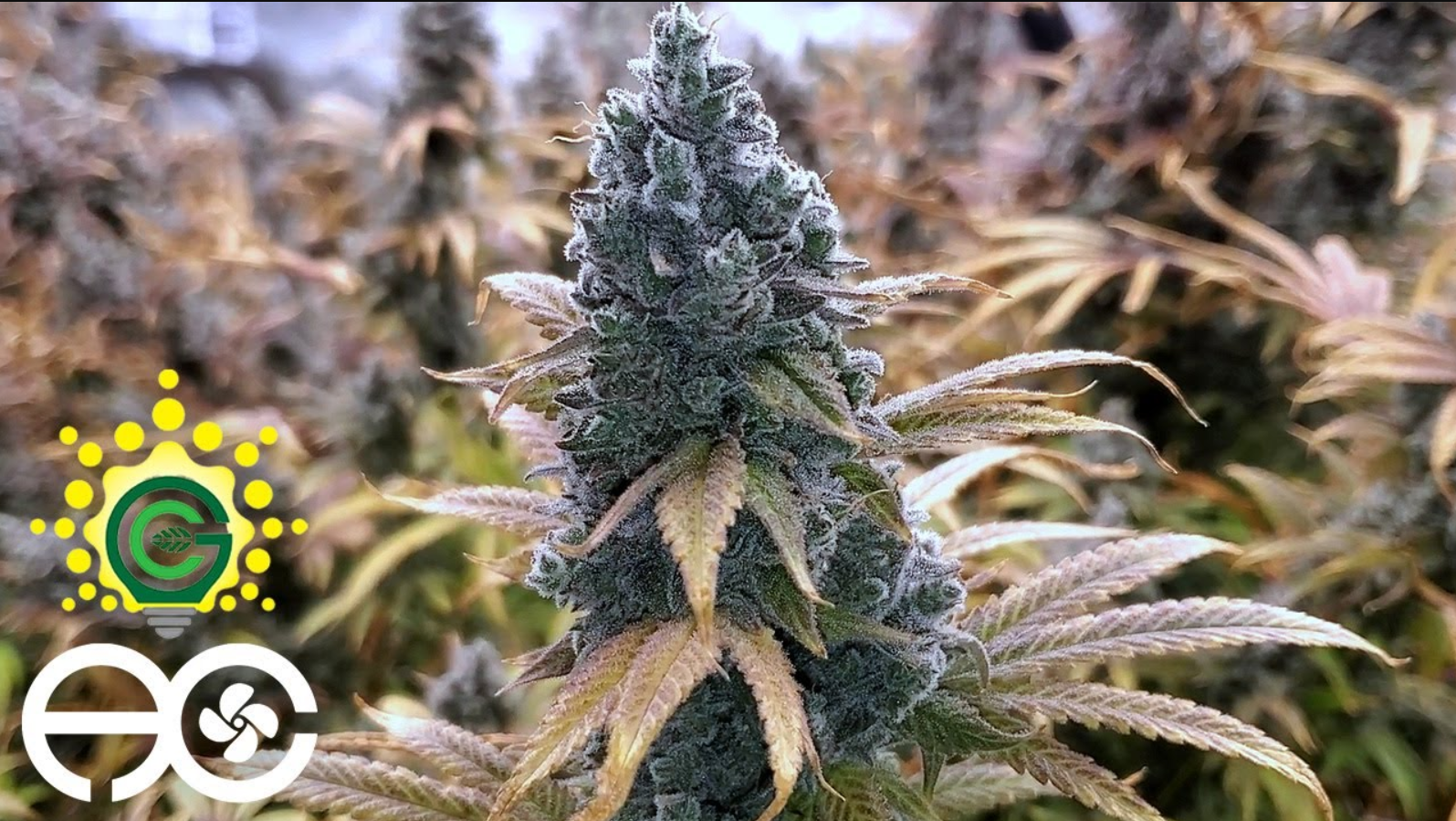 Clone To Harvest - MY BIGGEST HARVEST EVER!!! | Grower's Choice ROI E720