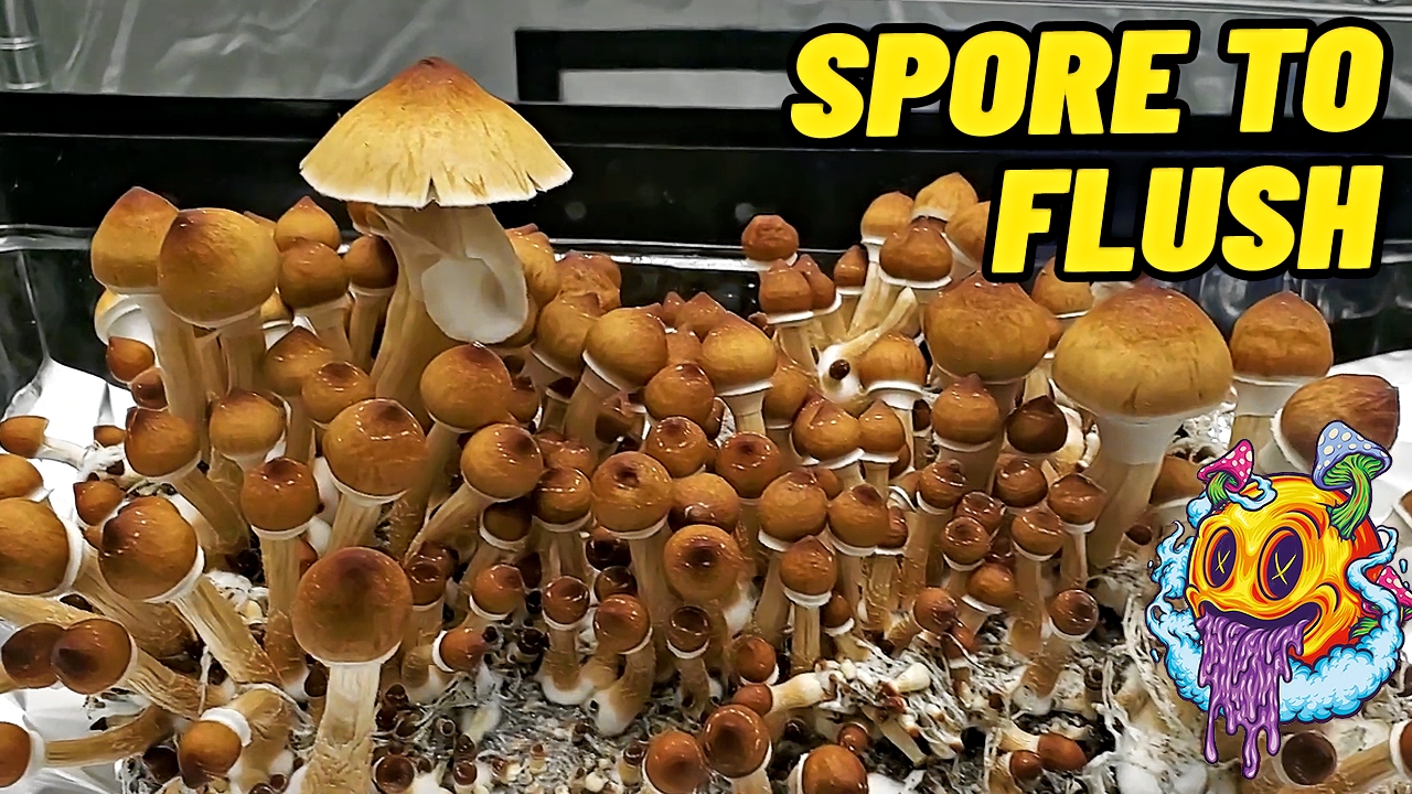 Spore To Flush - All In One Mushroom Bag | Beginner's Guide To Growing Mushrooms