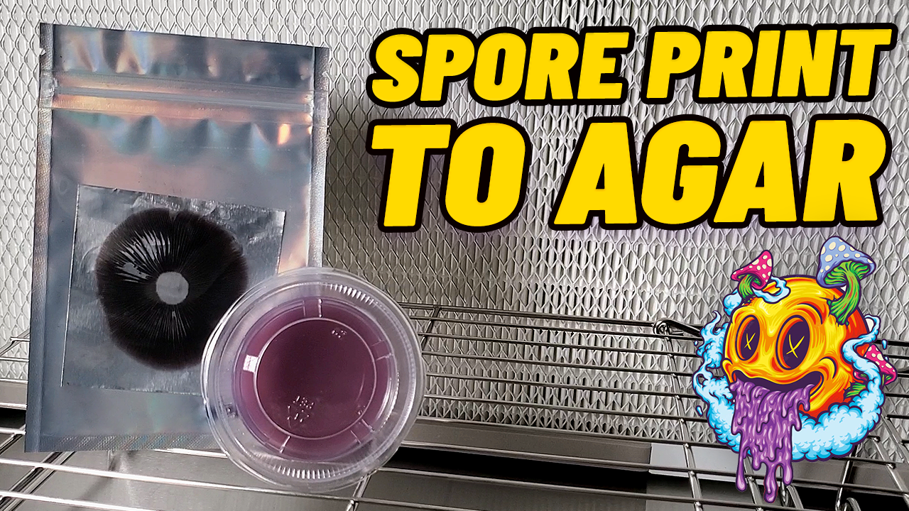 Spore Print & Spore Swab To Agar