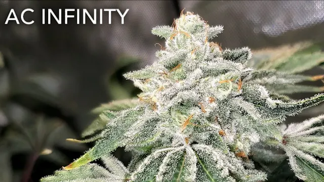 Seed To Harvest - Raw Genetics Georgi...