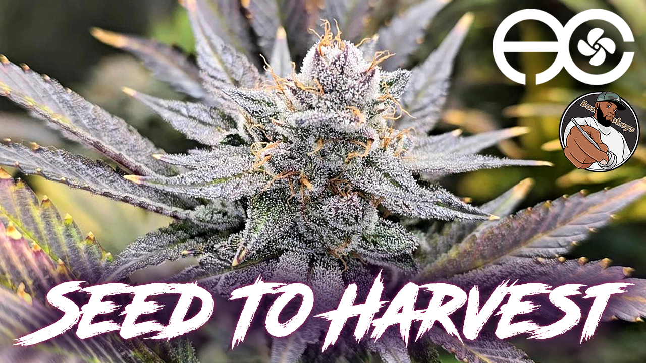 Seed To Harvest - Red Hot Glue | Infinity Grow: Season 6 EVO4