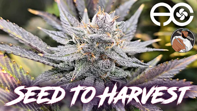 Seed To Harvest - Red Hot Glue | Infi...