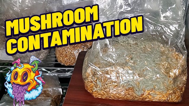 Mushroom Contamination & How To Avoid...