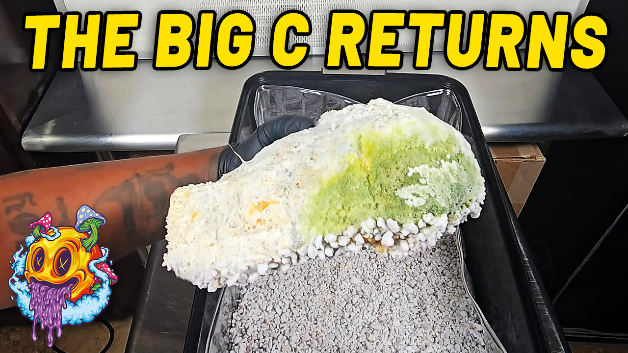 Contamination Has Returned