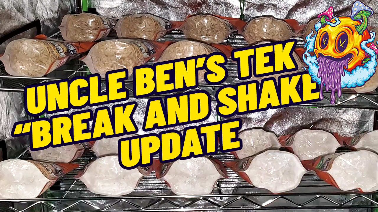 How Long Does Uncle Ben's Tek Take To Colonize After Break & Shake? S1 EP3