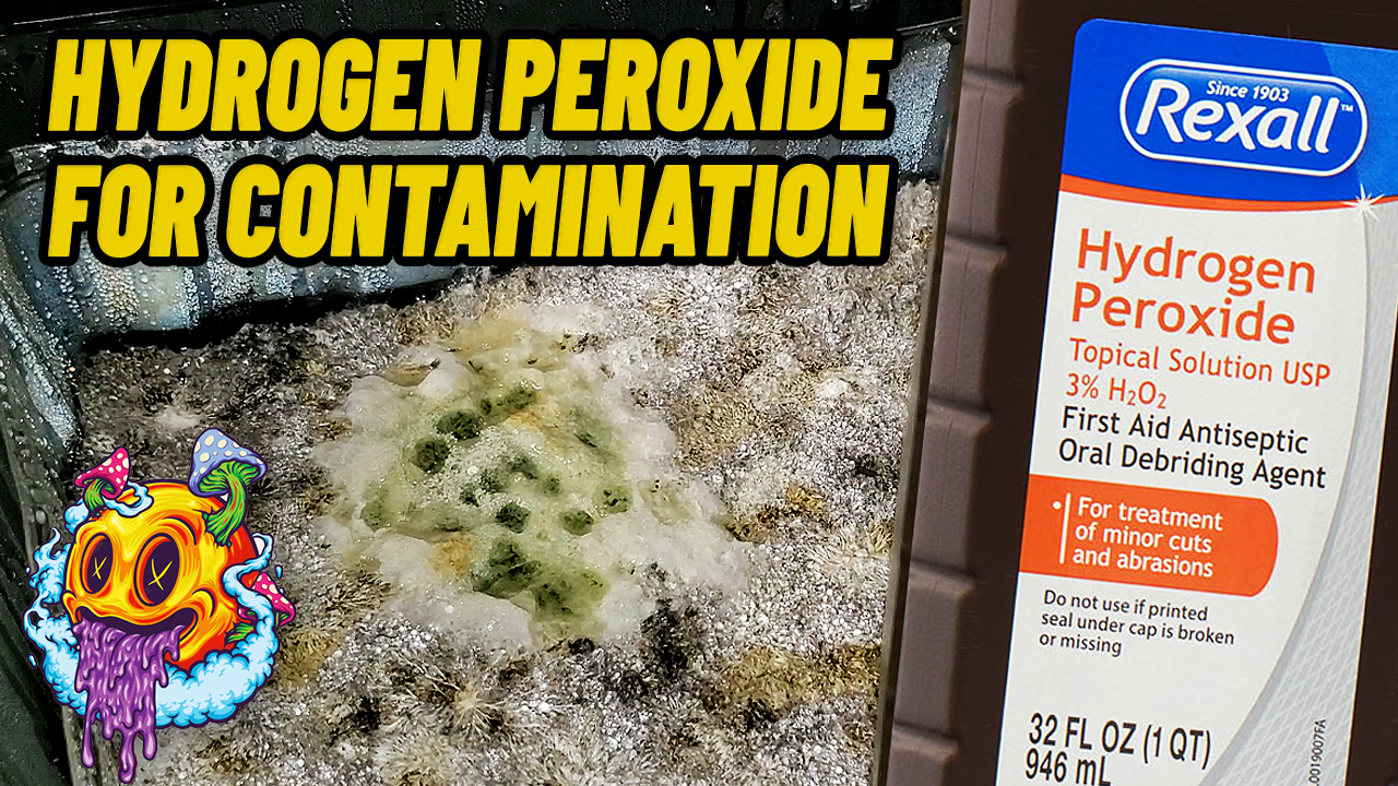 Can You Use Hydrogen Peroxide On Contamination Or Cut It Out???