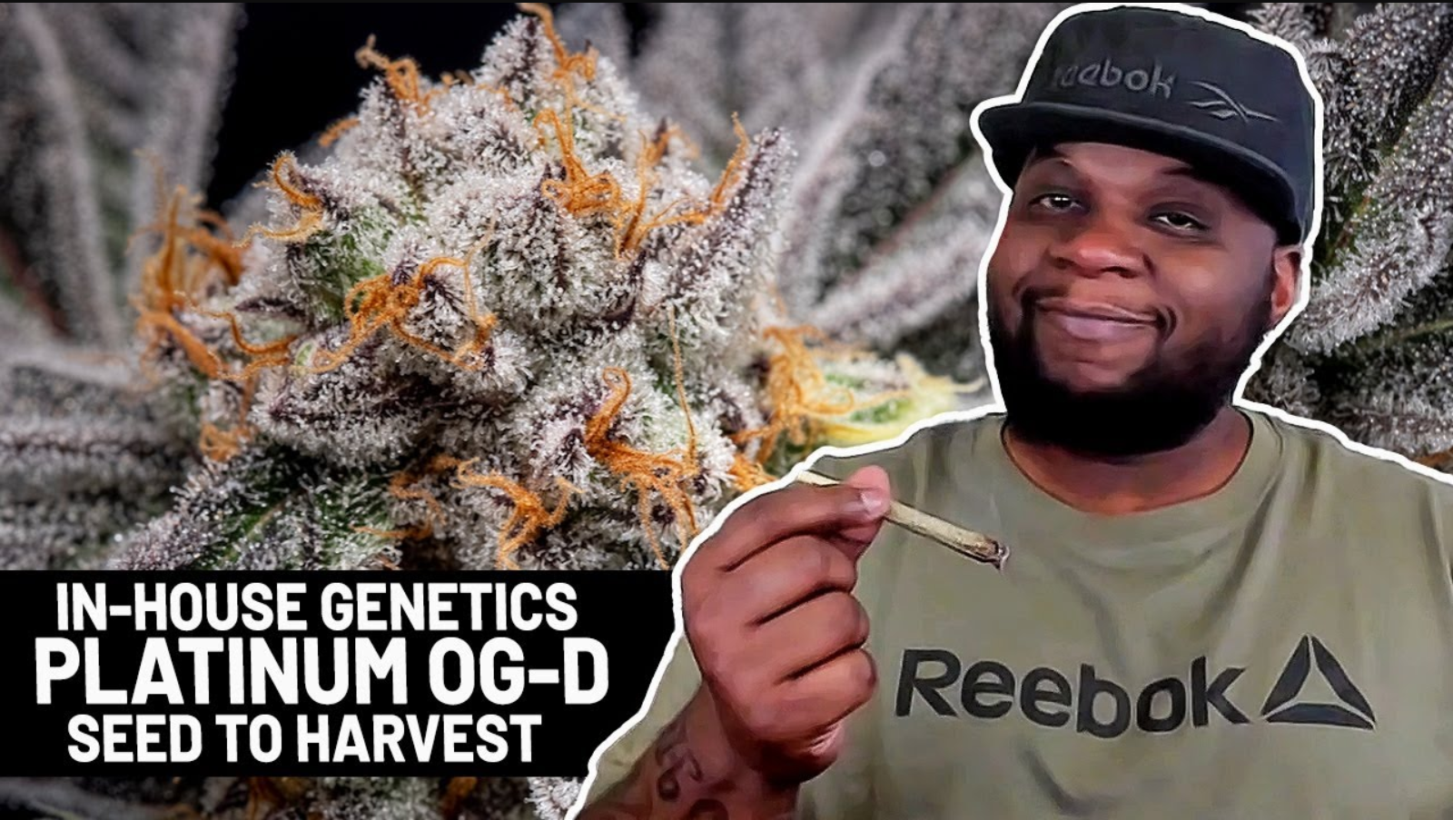 Seed To Harvest - In-House Genetics Platinum OG-D