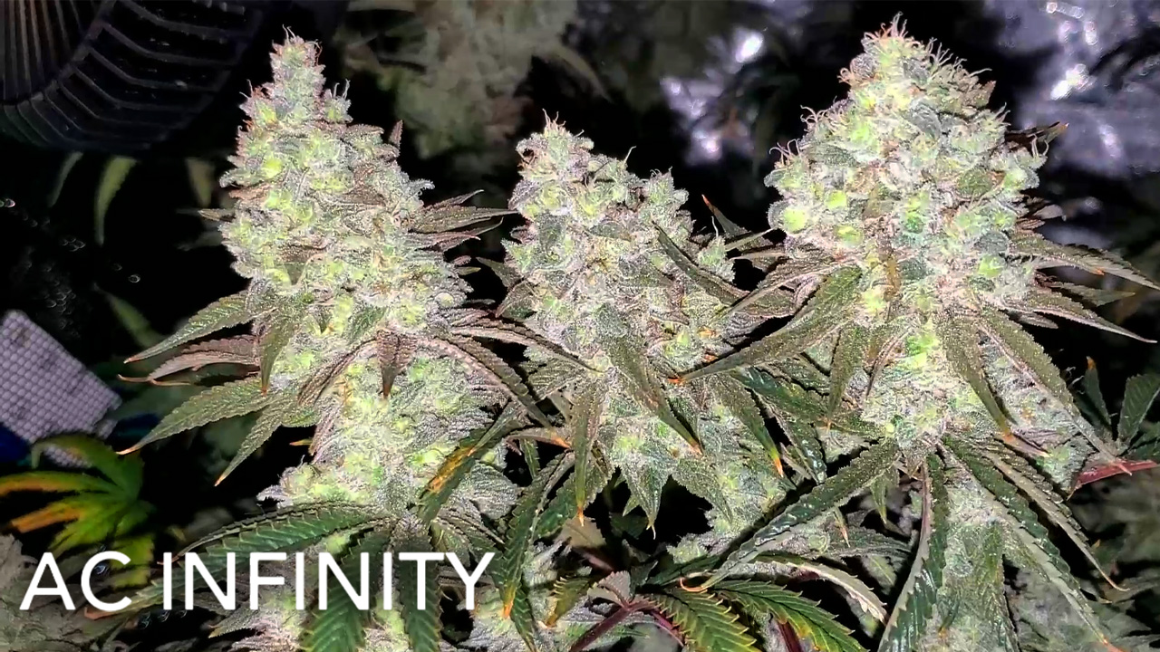 Clone To Harvest - Square1 Genetics Nana Glue | AC Infinity S44