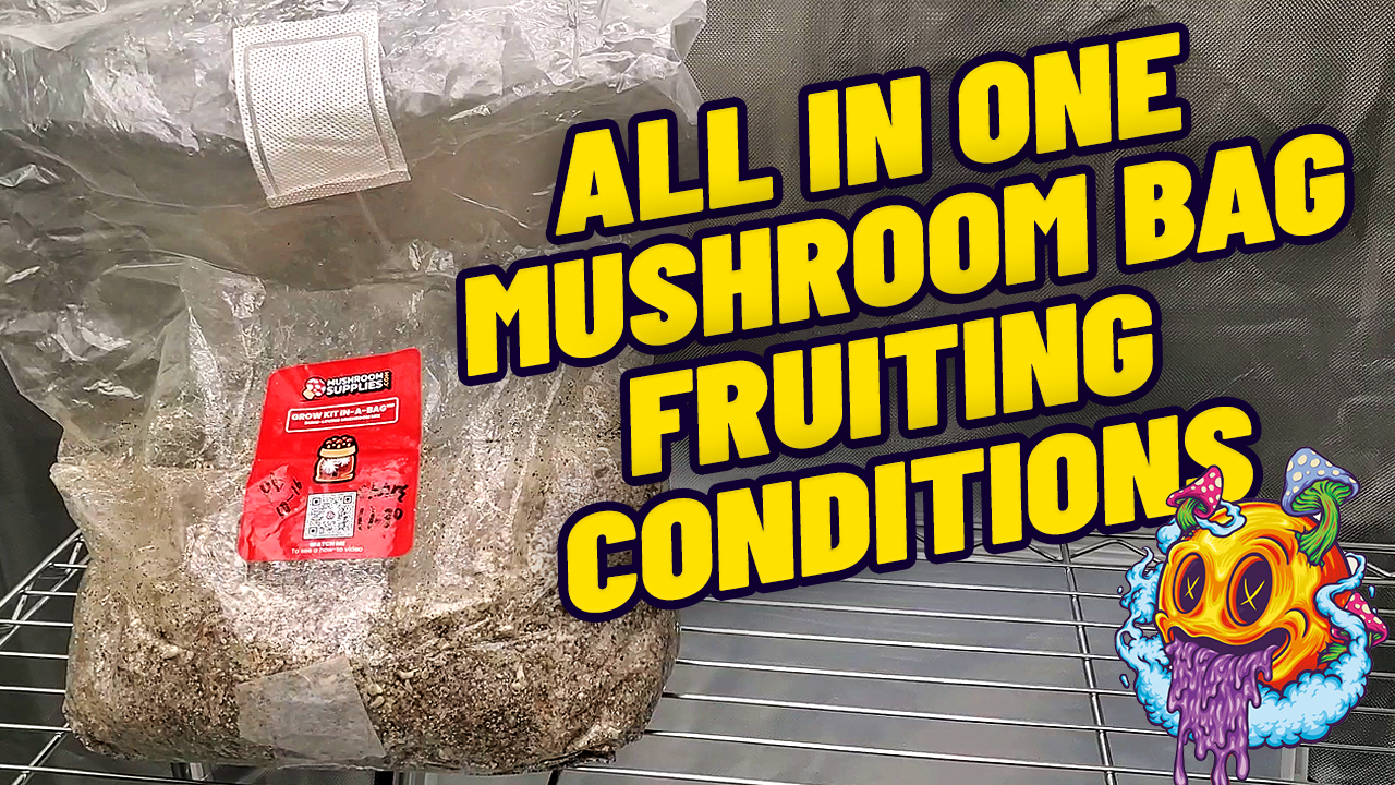 All In One Grow Bag Fruiting Conditions - S1 EP3