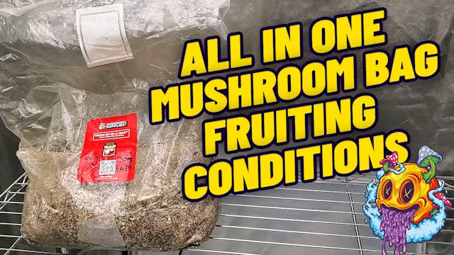 All In One Grow Bag Fruiting Conditio...