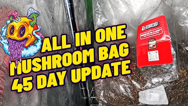 All In One Mushroom Bag 45 Day Update...