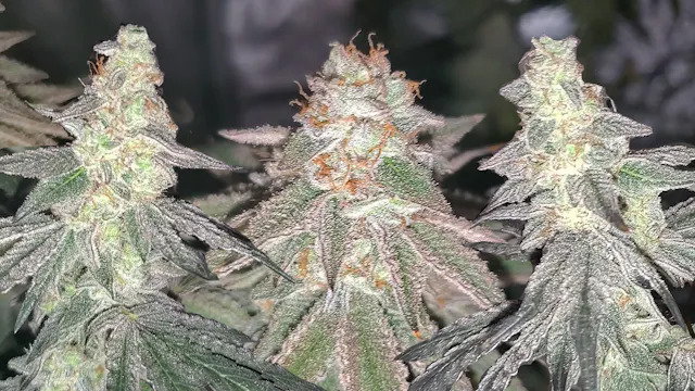 Seed To Harvest - Square1 Genetics We...