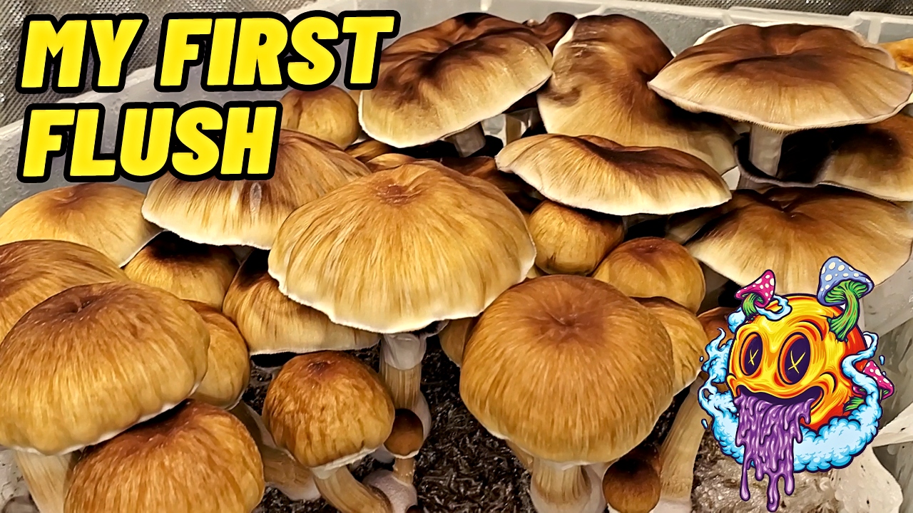 Uncle Ben's Tek 1st Flush - S1 EP6