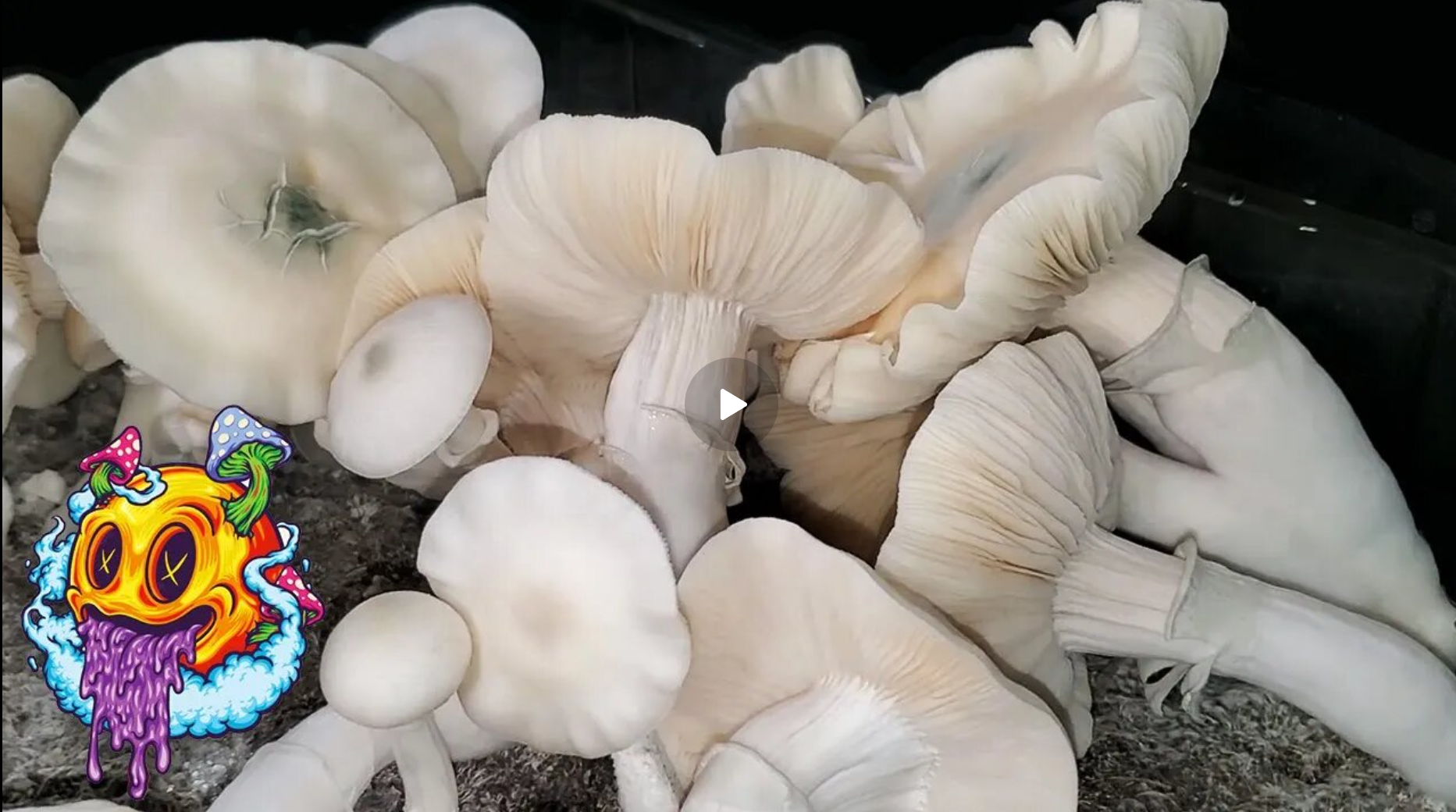 Spore To Flush - Uncle Ben's Tek Season 3 Beginner's Guide To Growing Mushrooms