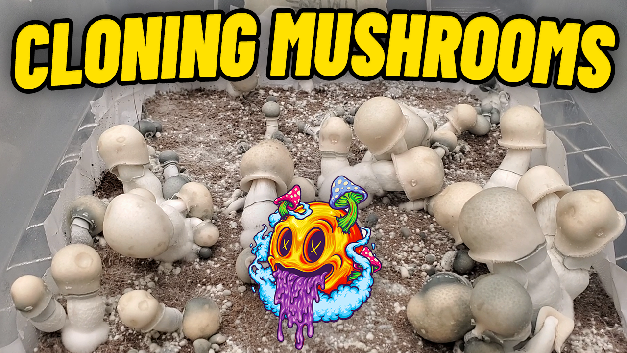 How To Clone Mushrooms (My First Time)