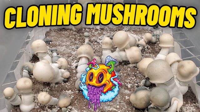 How To Clone Mushrooms (My First Time)
