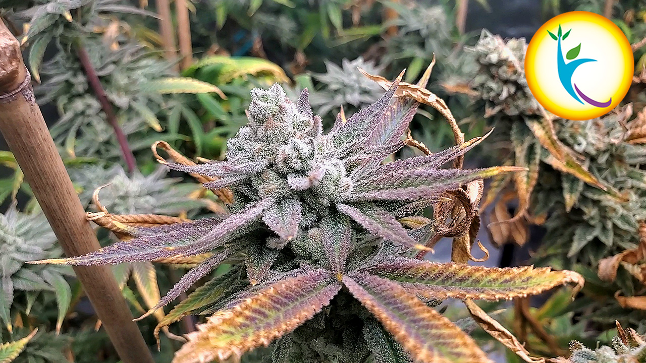 Seed To Harvest - 9 Plants In A 5x5 Tent | Hortibest Octopus-H8