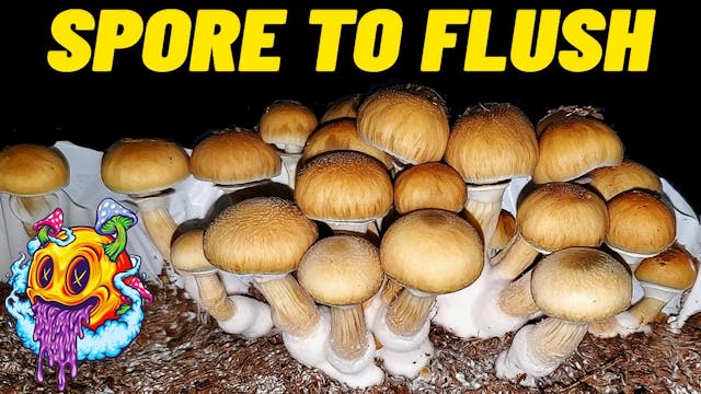 Spore To Flush - Uncle Ben's Tek Seas...