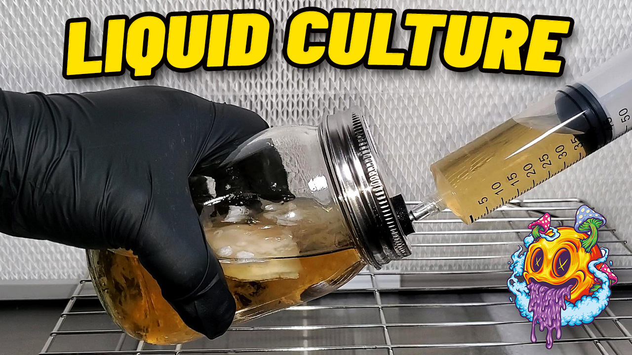 How To Turn 1 Spore Or Culture Syringe Into 30!!! | 30X Syringe Multiplier Kit