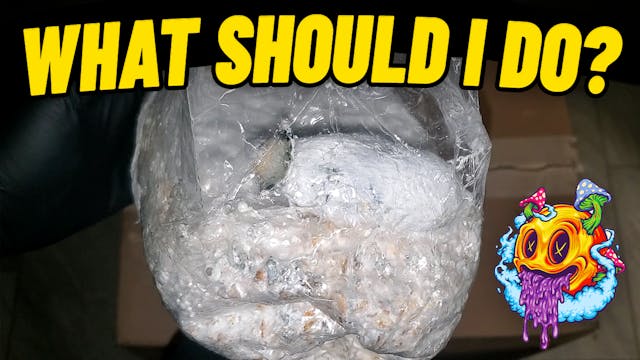 Mushrooms Growing In A Grain Bag (My ...