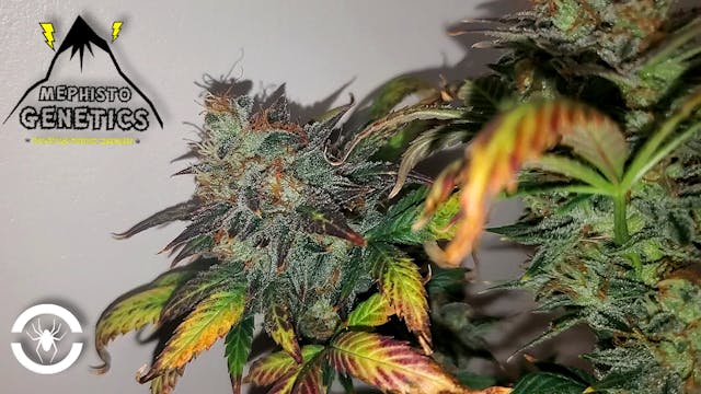 Seed To Harvest - 16 Autoflowers In A...