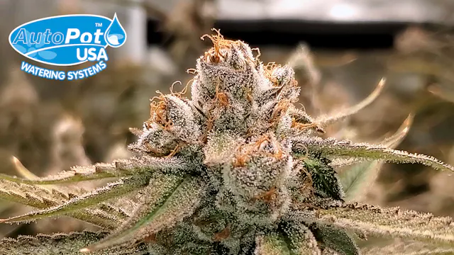 Clone To Harvest - Square1 Genetics W...