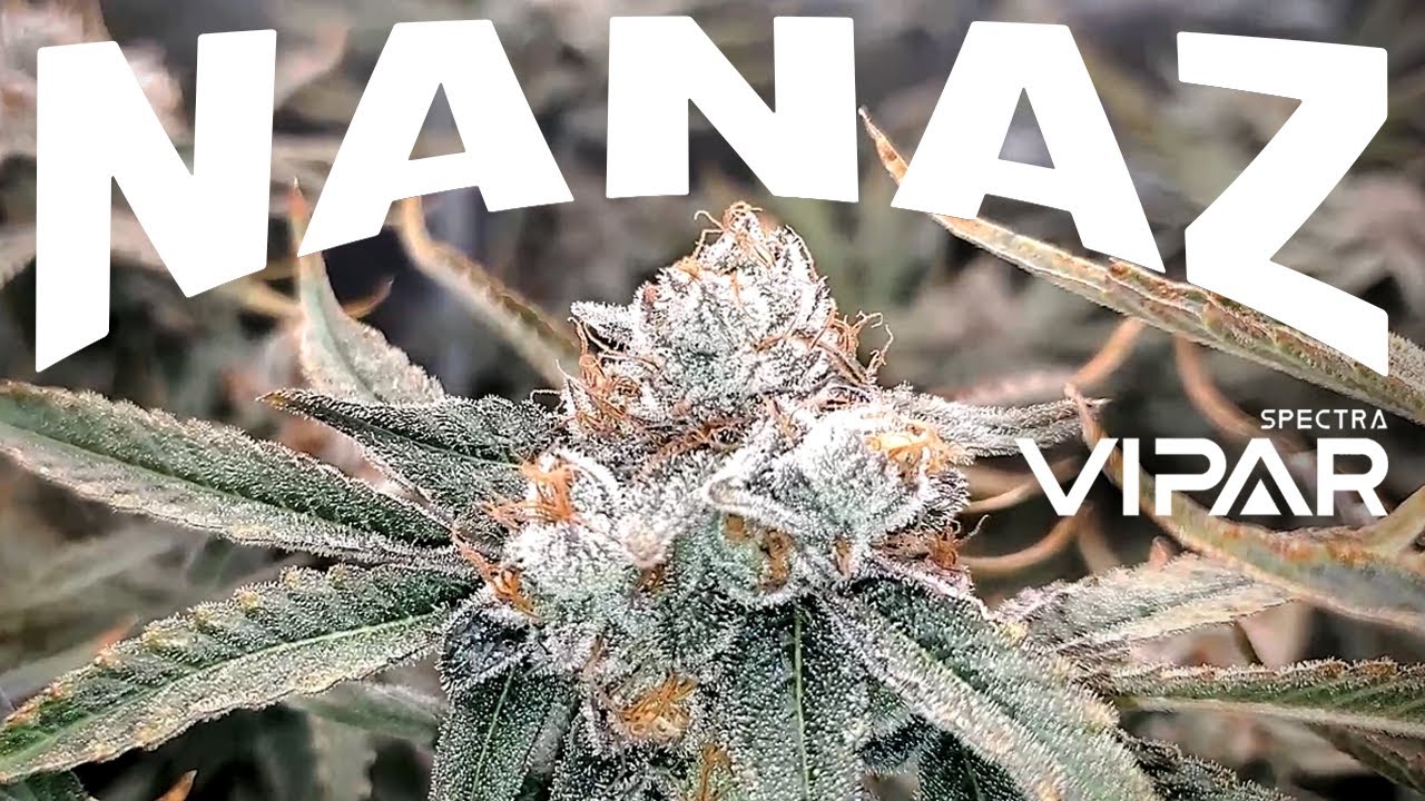 Seed To Harvest - Robinhood Seeds Nanaz | ViparSpectra KS3000
