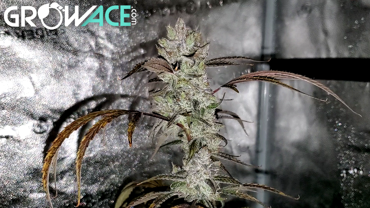 Seed To Harvest - Night Owl Seeds Outlier Z & Outlier C | AirCube