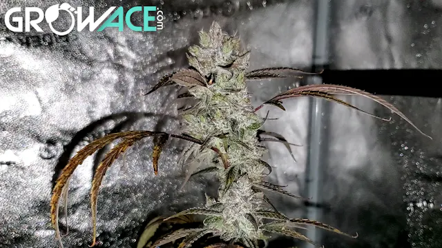 Seed To Harvest - Night Owl Seeds Out...