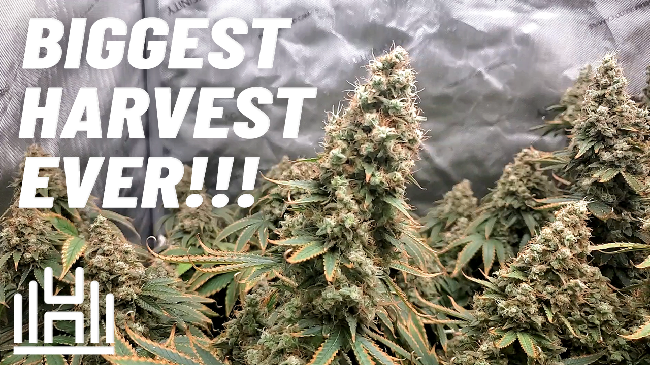 Clone To Harvest - Homegrown Cannabis Co Grape Ape