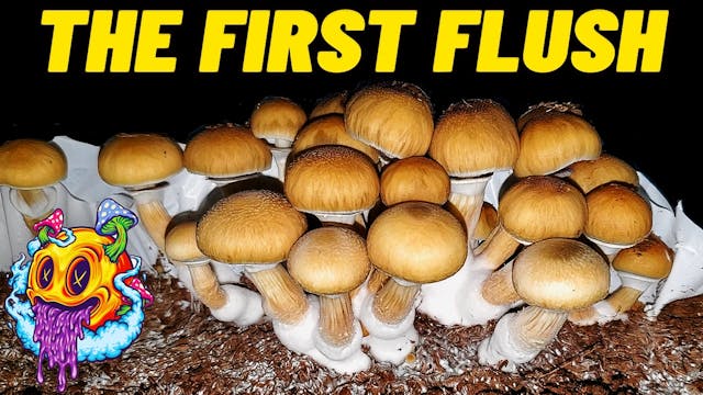 Uncle Ben's Tek Harvest & Dry Mushroo...
