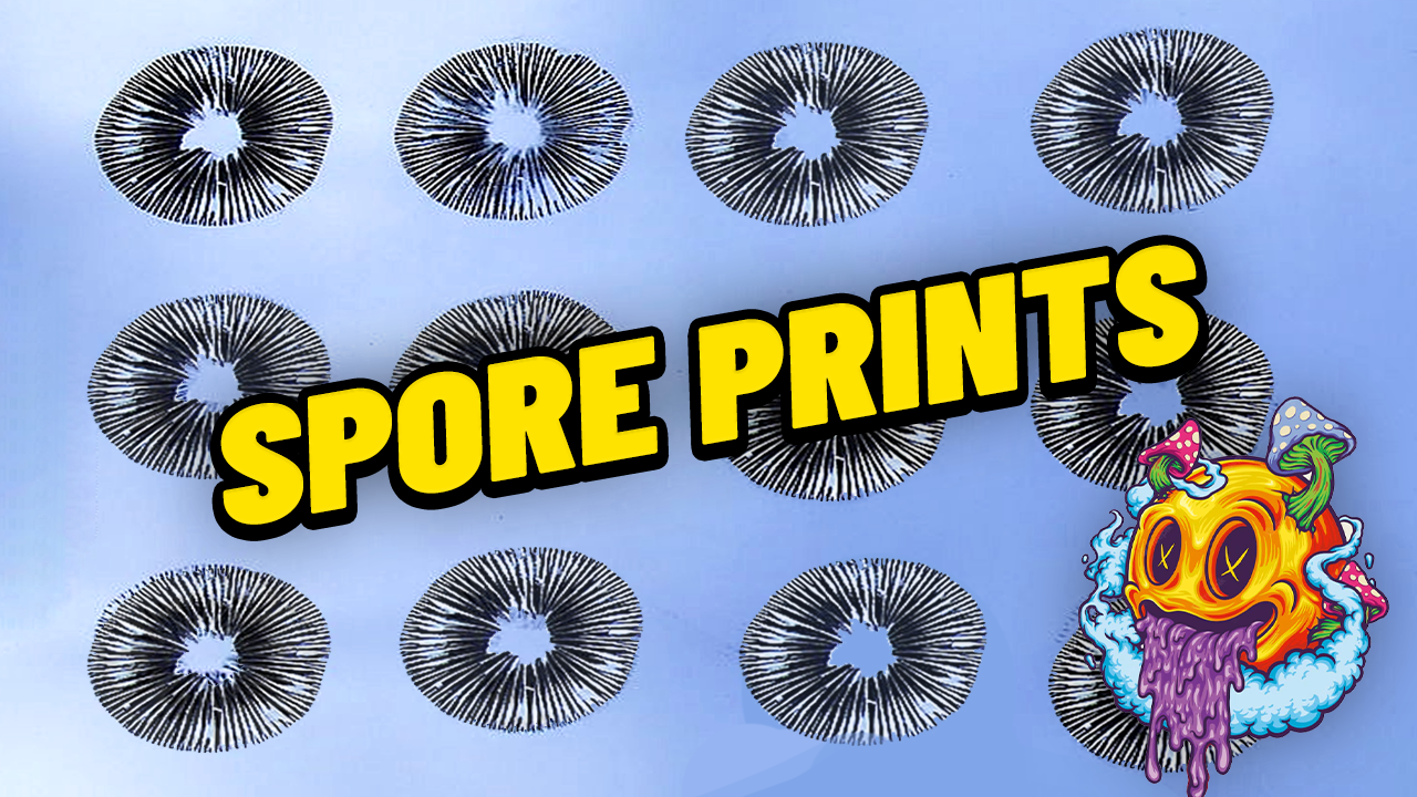 How To Make Spore Prints & Spore Swabs