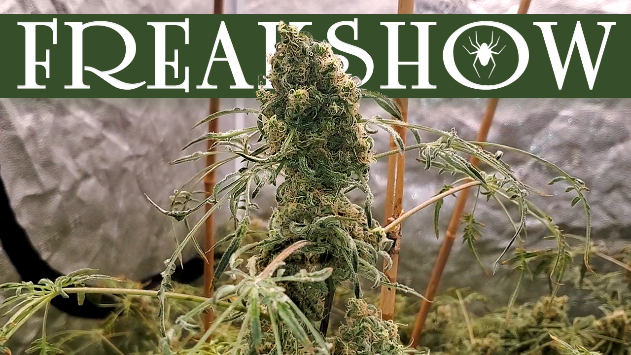 Seed To Harvest - Humboldt Seed Company Freakshow | Spider Farmer SE7000