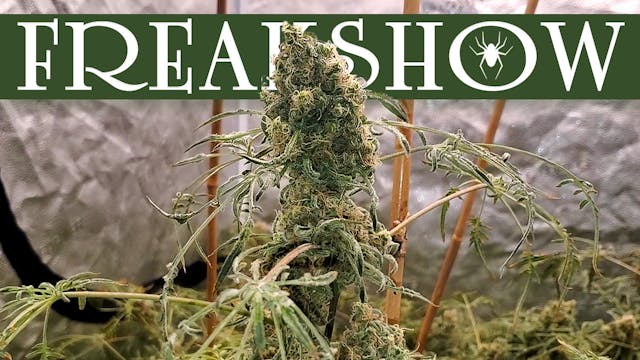 Seed To Harvest - Humboldt Seed Compa...