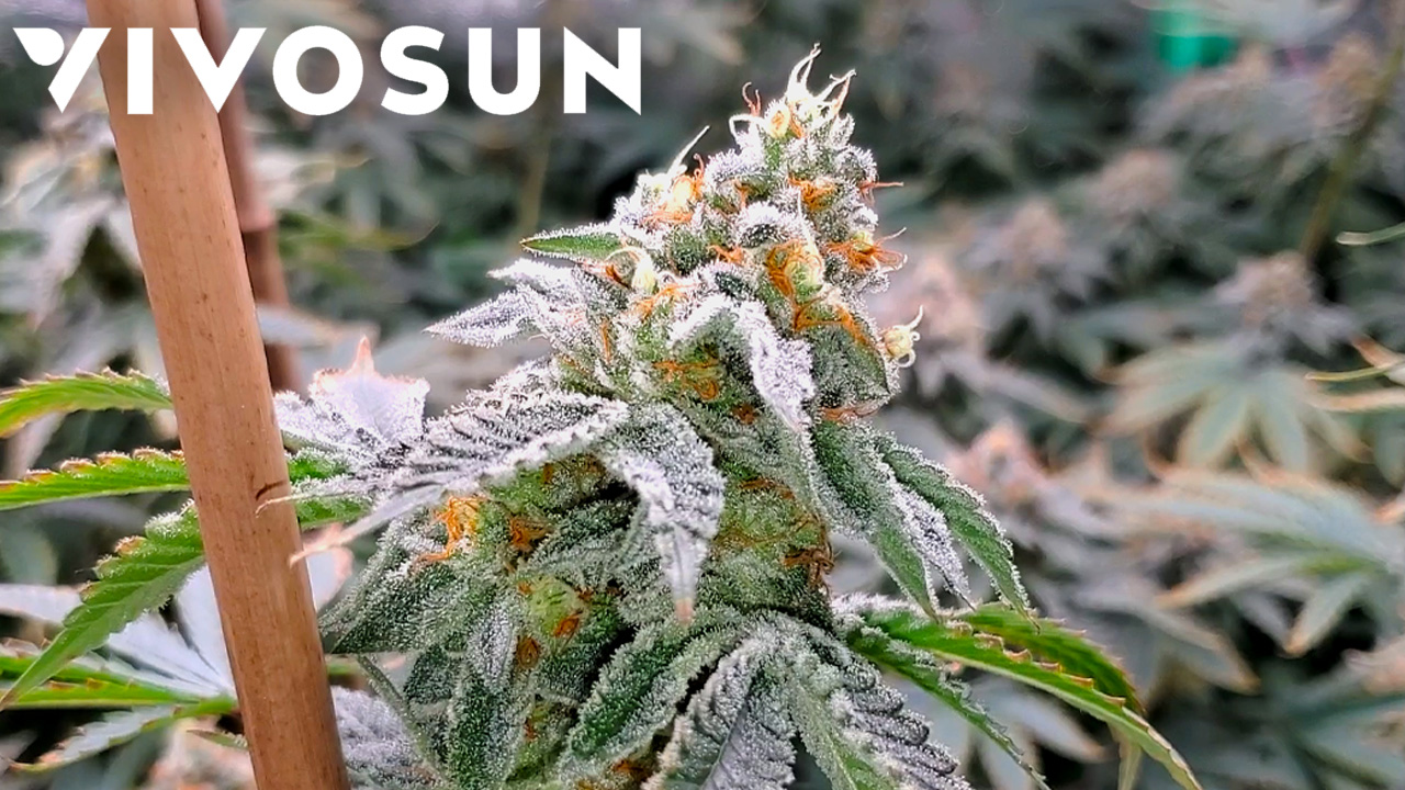 Seed To Harvest - Exotic Genetix Gary Poppins