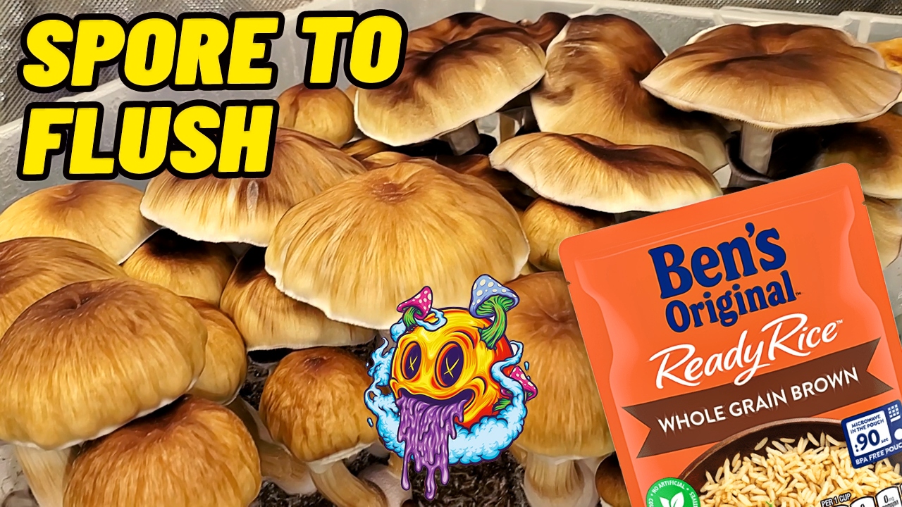 Spore To Flush - Uncle Ben's Tek Season 1 Beginner's Guide To Growing Mushrooms