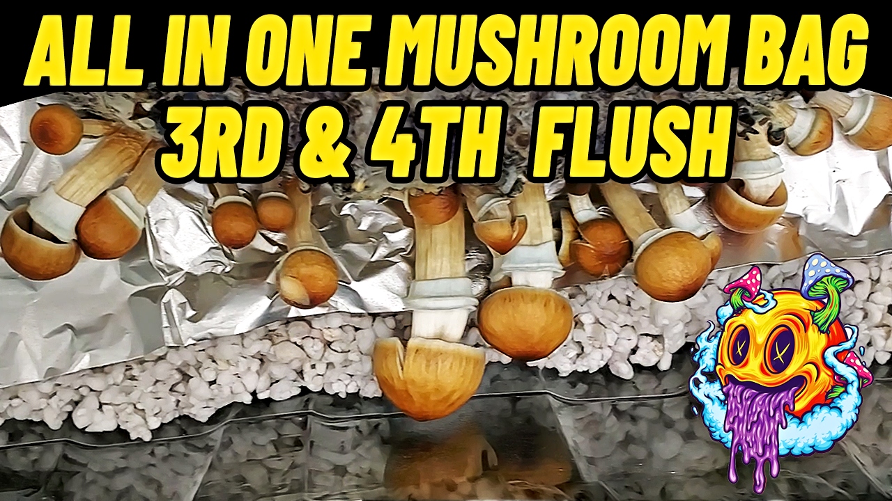 All In One Mushroom Bag 3rd & 4th Flush + How To Rehydrate - S1 EP5