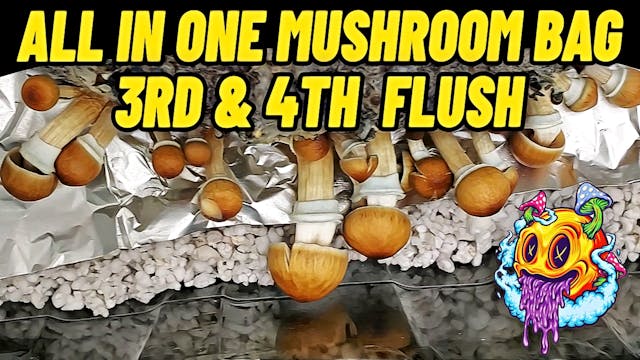 All In One Mushroom Bag 3rd & 4th Flu...
