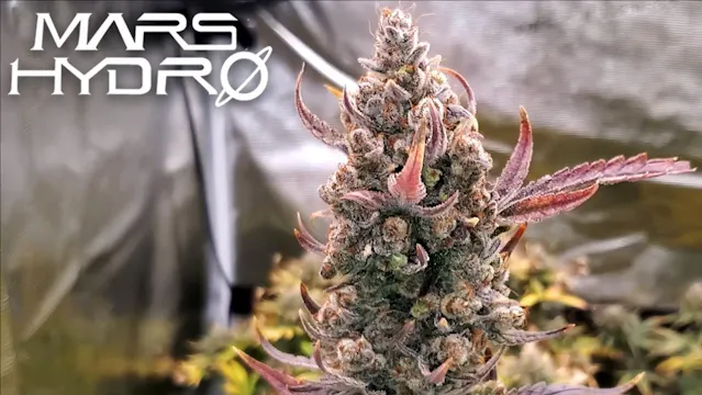 Seed To Harvest - Fast Buds West Coas...