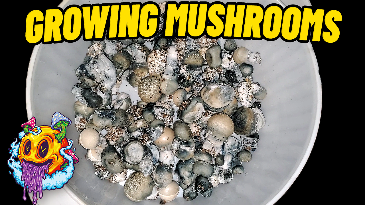 Growing Mushrooms with No Liner