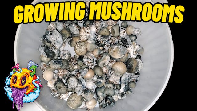 Growing Mushrooms with No Liner