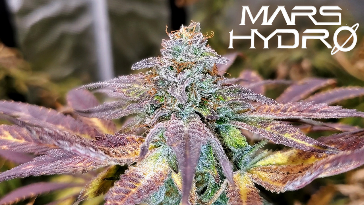 Seed To Harvest - Square1 Genetics G-Rolls