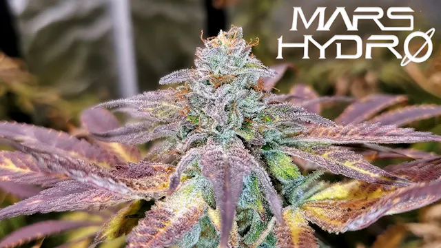 Seed To Harvest - Square1 Genetics G-...